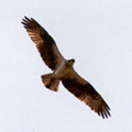 voler de ses propres ailes